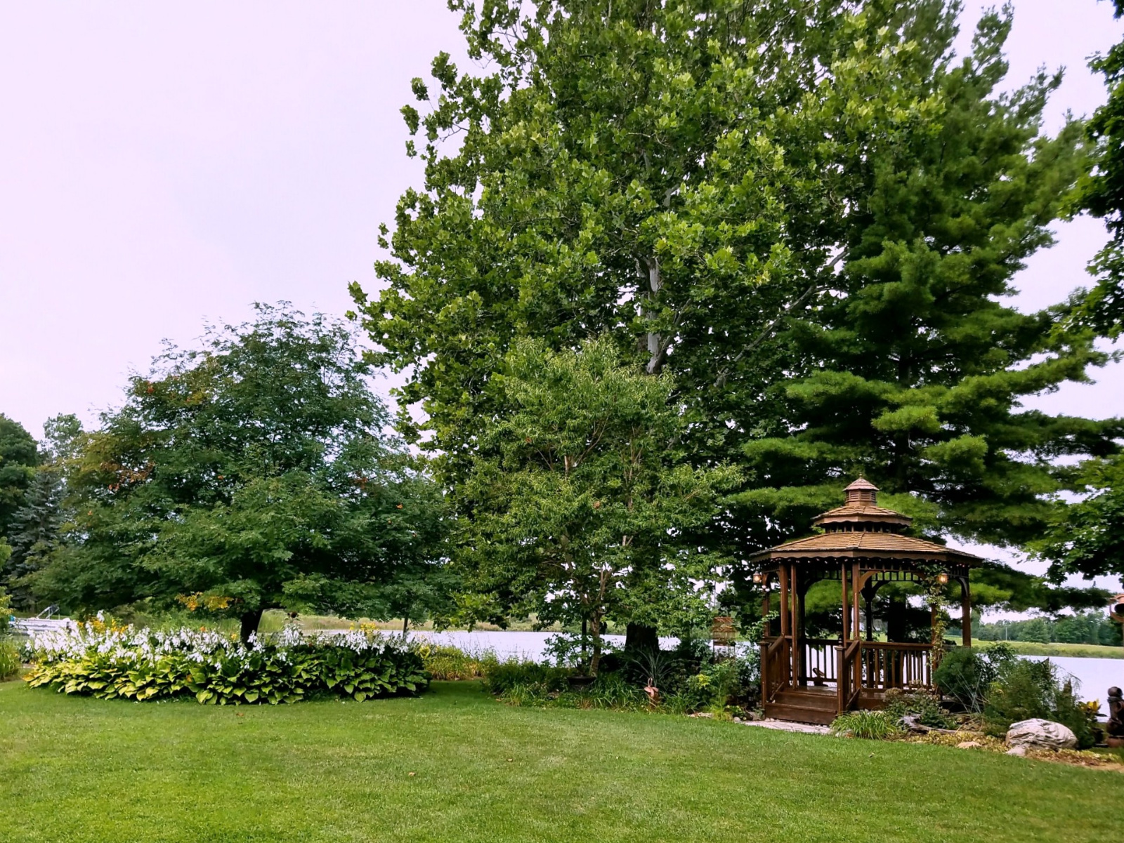 Hosta circle around the Mountain Ash begin blooming after most of the Daylily are finished